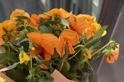 ‏חלוקת פרחים בביג יהוד