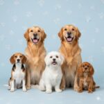 ‏אילוסטרציה כלבים