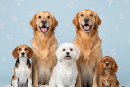 ‏אילוסטרציה כלבים